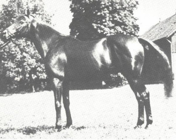 stallion Niccolini xx (Thoroughbred, 1954, from Delaroche xx)