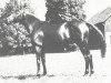 stallion Niccolini xx (Thoroughbred, 1954, from Delaroche xx)
