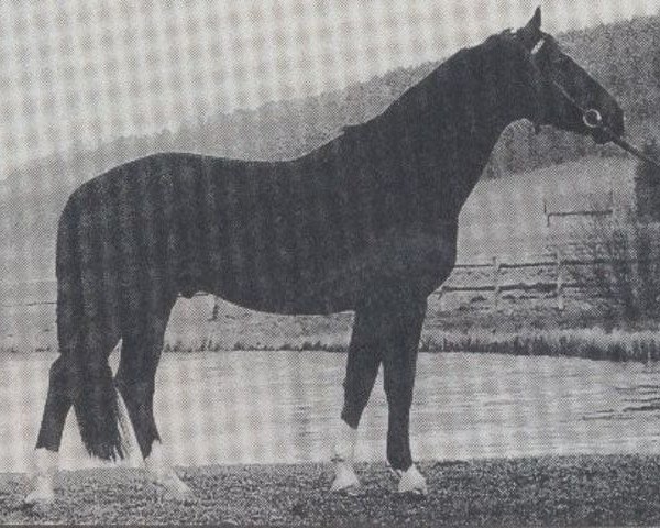 stallion Goldadler (Bavarian, 1981, from Goldglanz)