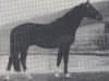 stallion Goldadler (Bavarian, 1981, from Goldglanz)
