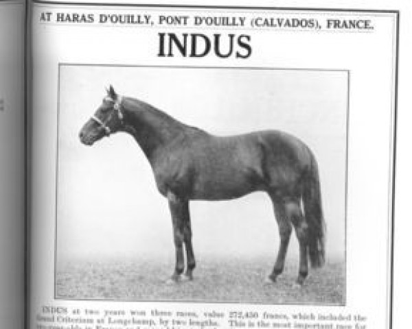 stallion Indus xx (Thoroughbred, 1928, from Alcantara xx)