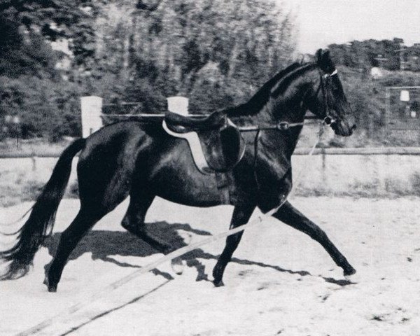 stallion Nardus xx (Thoroughbred, 1951, from Magnat xx)