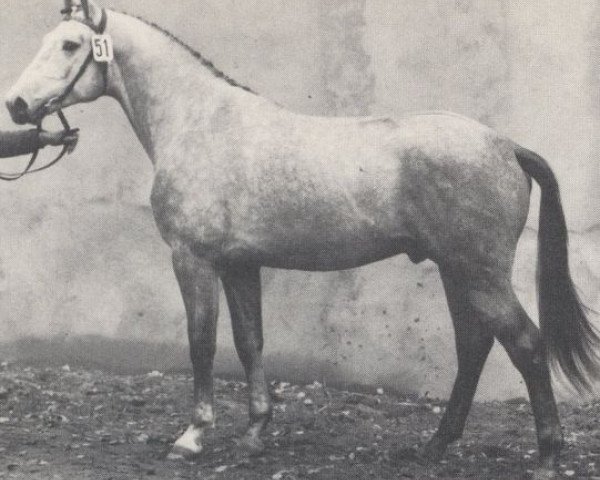 stallion Raffael (Westphalian, 1968, from Radetzky)