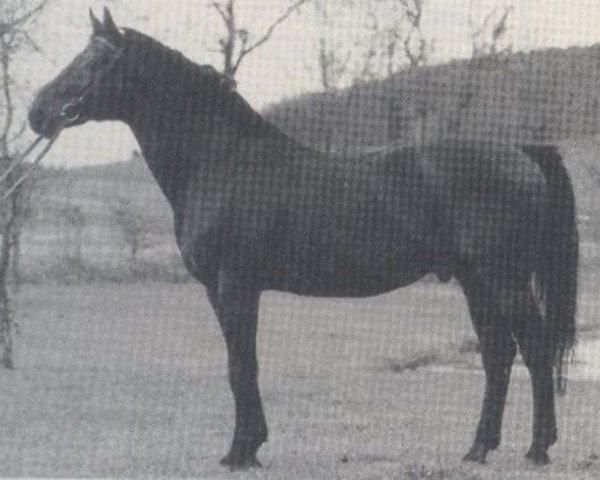 stallion Dragon (Hanoverian, 1975, from Drachenfels)