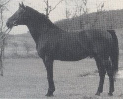 Deckhengst Dragon (Hannoveraner, 1975, von Drachenfels)