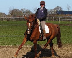 broodmare Darlingnoff (Rhinelander, 2005, from Darlington)