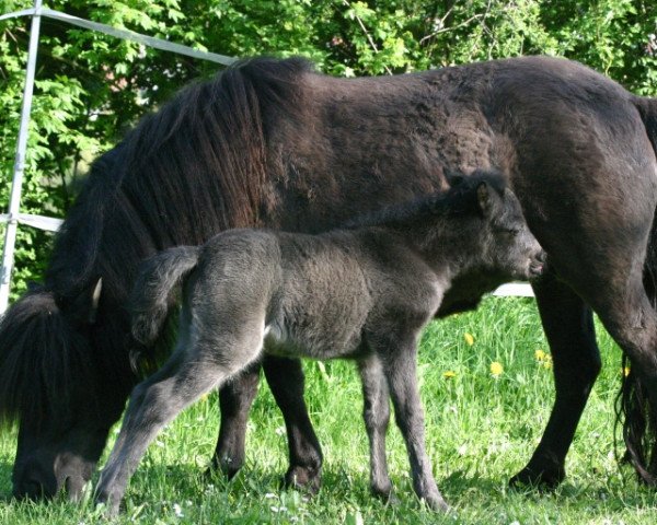 broodmare Priscilla fan Fallingasate (Shetland Pony, 2000, from Lex Liebas)