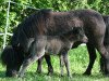 Zuchtstute Priscilla fan Fallingasate (Shetland Pony, 2000, von Lex Liebas)