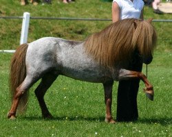 Deckhengst Temptation van der Geest (Shetland Pony, 1993, von Tempo van de Geest)