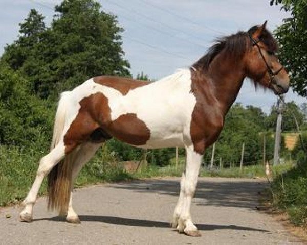 horse Yggdrasill vom Eggenertal (Iceland Horse, 2007, from Ögri frá Úlfsstöðum)