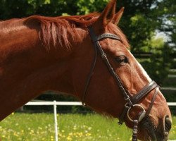 Springpferd Cantaro 53 (Oldenburger, 1998, von Cordial Medoc)