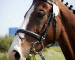 dressage horse Illi (Oldenburg, 2000, from I Need You)