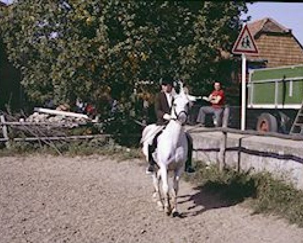 stallion Galib ShA (Shagya Arabian, 1976, from Gazal VII-9)