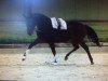 dressage horse Florance-Royal (Westphalian, 2012, from Fürst Donnerbube)