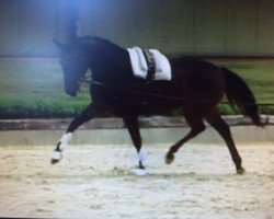 dressage horse Florance-Royal (Westphalian, 2012, from Fürst Donnerbube)