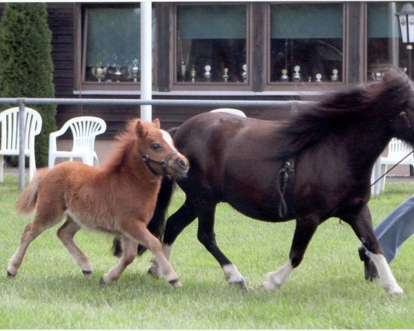 Zuchtstute Ilana vom Borkenbrink (Shetland Pony (unter 87 cm), 2004, von Ikarus)