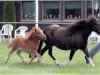 Zuchtstute Ilana vom Borkenbrink (Shetland Pony (unter 87 cm), 2004, von Ikarus)