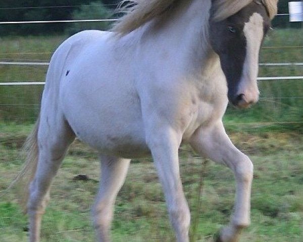 stallion Glampi von der Nauwies (Iceland Horse, 2010, from Glampi frá Langárfossi)