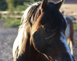 horse Sirius Blue Raven (Lewitzer,  , from Shawan)