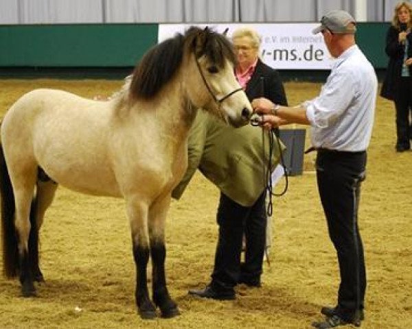 stallion Fylkir vom Klief (Iceland Horse, 2006, from Frosti fra Heidi)