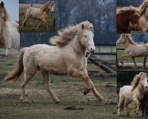 Pferd Noi fra Hraukbae (Islandpferd, 2008, von Askur fra Vididal)