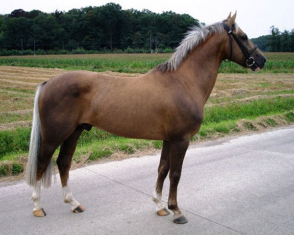 stallion Berkhof's Billboard (New Forest Pony,  , from Heerbaan's Falco)