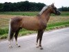 stallion Berkhof's Billboard (New Forest Pony,  , from Heerbaan's Falco)