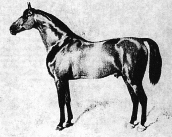 stallion Norfolk (Mecklenburg, 1843, from Young Seymour xx)