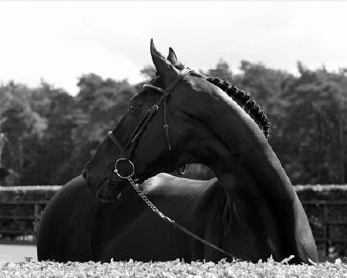 Deckhengst Samorano (Hannoveraner, 2003, von Stakkato)