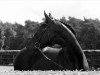 stallion Samorano (Hanoverian, 2003, from Stakkato)