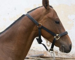 stallion Al Djabar (Akhal-Teke, 2007, from Alakhrat)