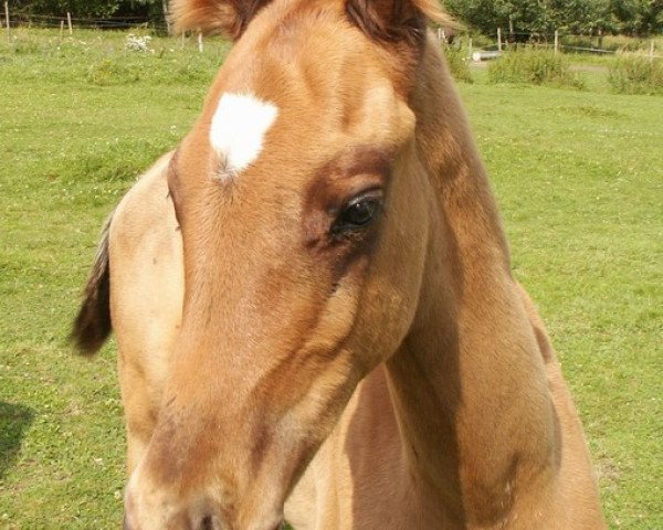 horse Al Capone (Akhal-Teke, 2009, from Altair)