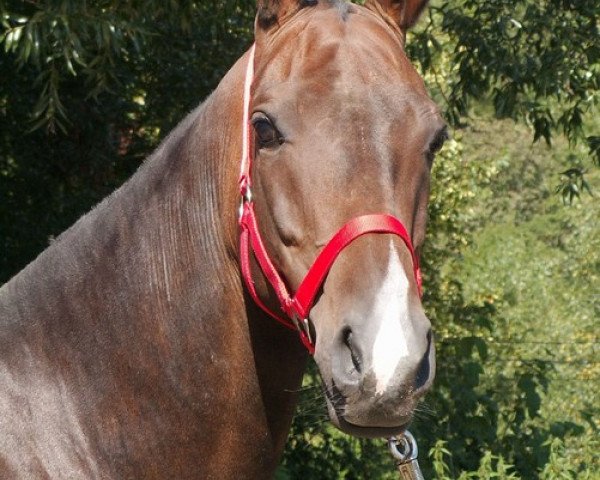 horse Alba (Akhal-Teke, 2003, from Alakhrat)