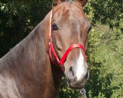 horse Alba (Akhal-Teke, 2003, from Alakhrat)