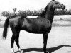 stallion Kerogly (Akhal-Teke, 1965, from Kaplan)