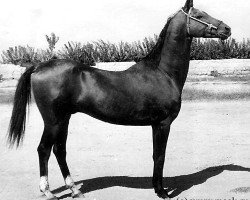 stallion Kerogly (Akhal-Teke, 1965, from Kaplan)