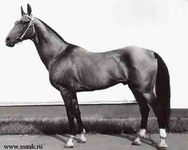 stallion Sere (Akhal-Teke, 1965, from Sinok)