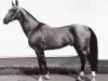 stallion Sere (Akhal-Teke, 1965, from Sinok)