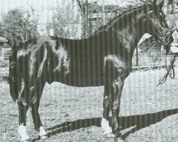 stallion Ferwal (Württemberger, 1944, from Feger)