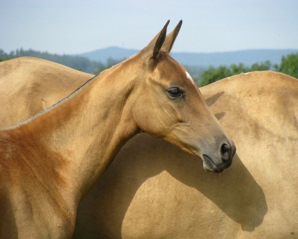 Pferd Alaleh ATT (Achal Tekkiner, 2012, von Germes)