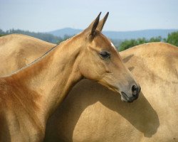 horse Alaleh ATT (Akhal-Teke, 2012, from Germes)