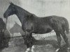 broodmare Oriana (KWPN (Royal Dutch Sporthorse), 1962, from Belami (Zeelander))
