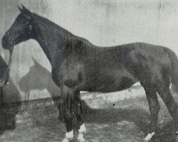 Zuchtstute Oriana (KWPN (Niederländisches Warmblut), 1962, von Belami (Zeelander))