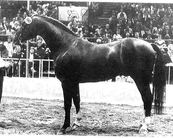 horse Weltstar (Hanoverian, 1974, from Wedekind)