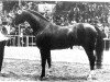 stallion Weltstar (Hanoverian, 1974, from Wedekind)