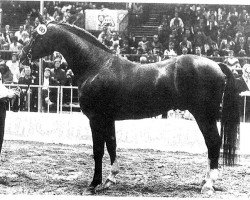 stallion Weltstar (Hanoverian, 1974, from Wedekind)