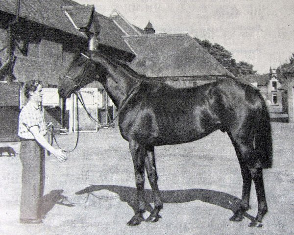 stallion Pampered King xx (Thoroughbred, 1954, from Prince Chevalier xx)