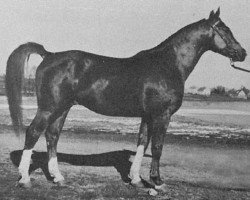 Deckhengst Barbarossa (Schwedisches Warmblut, 1944, von Novarro)