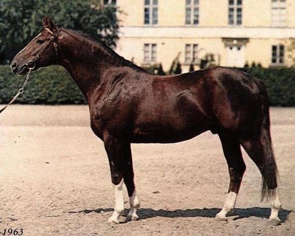 stallion Magnat (Swedish Warmblood, 1955, from Barbarossa)