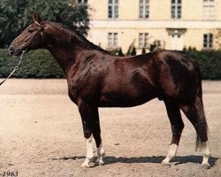 Deckhengst Magnat (Schwedisches Warmblut, 1955, von Barbarossa)